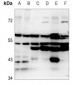 Anti-EMR4 Antibody
